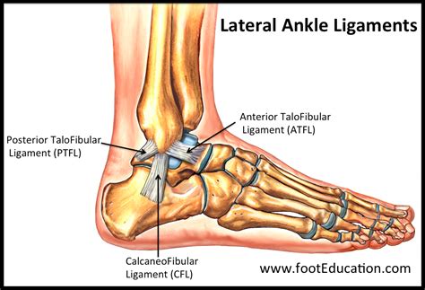 ankle lateral ligament tear test|lateral ligament ankle anatomy.